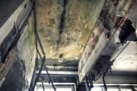 Why You Should Choose Our Mold Remediation Services in Derry, PA